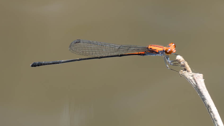 Neoneura amelia (Amelia's Threadtail) male-3.jpg